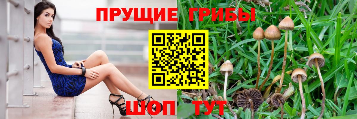 Соль-Илецк  Галлюциногенные грибы Psilocybe  Вход с VPN 